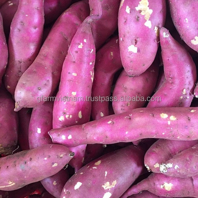TOP QUALITY fresh purple sweet potato or yellow sweet potato