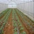 Import Vegetable Production greenhouses China Film Greenhouse Agricultural Greenhouse from China
