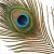 Import Wholesale Cheap Natural 35-40 Inch Peacock Feather Eyes Cheap Indian Natural Peacock Feathers For Sale from China