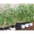 Import Wholesale durable non-woven plant nursery garden planting bag from China