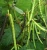 Import Wholesale high yield New Crop Green Mung Beans seeds from China