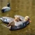 Import Wholesale  Hunting Equipment Game PE  Hunting Duck   Decoy  for Sale from China