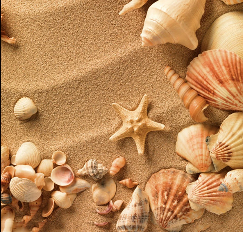 wholesale large natural craft Seashell in bulk