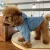 Import Wholesale new style matching dog and owner human pet clothes with low MOQ customize from China