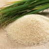 Wholesale organic russian round grain rice