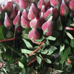 Wholesale protective flower bud plastic sleeve mesh net