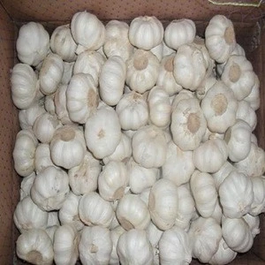 wholesale white fresh garlic with mesh bag packing