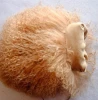YR140 Hot Sale Winter Tibet Lamb Fur Hand Muff/Real Mongolia Fur Hand Warmer