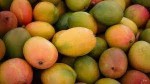Exquisite Elegance Mangoes