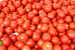 Top quality Fresh tomatoes for sale