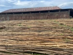 Rattan