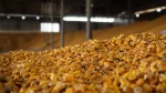Yellow corn for sale