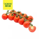 Fresh tomato cherry tomato