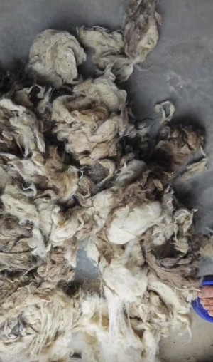 White Light Grey Tibet raw greasy cashmere Tibetan Cashmere Fibre 14.5micron with 36mm Prompt Shipment