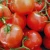 Import Top quality Fresh tomatoes for sale from South Africa
