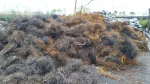 Steel Wire Scrap from Burnt Tyres