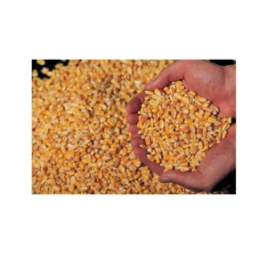 Premium Quality Yellow Maize Corn Grains for Animal Feed
