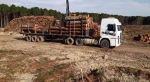 Pinus Elliottii logs