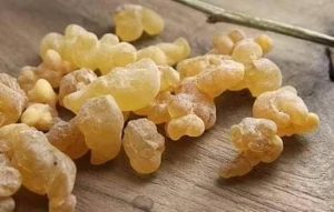 Male Gum