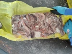 Gigas squid tentacle