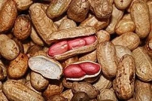 Organic Peanuts – Shelled & Roasted | Direct From Manufacturer