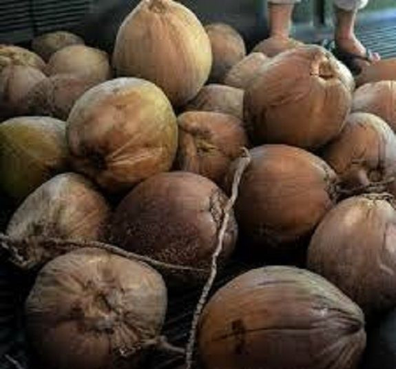 Buy Semi Husked Coconut - Hs Code 0801.12.00 from CV. Tanaka Solution ...