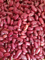 SILK RED KIDNEY BEANS