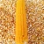 Import Yellow Corn from Hungary