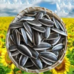 Manufacturer Wholesale Raw Sunflower Seeds Kernels Dried Cameroon Shelling Sunflower Seeds