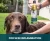 Import Holistic Natural Lemongrass Shampoo For Dog, Cat, Horse. Hypoallergenic and Reduce Skin Inflammation. Made in USA from USA
