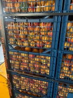 Fresh premium Greek Apricots