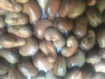 Raw Cashew Nut