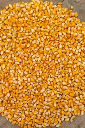 White And Yellow Corn For Sale