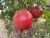 Import POMEGRANATE from India