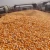Import White And Yellow Corn For Sale from USA