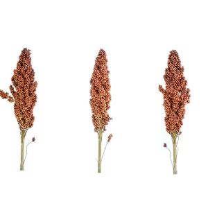 Direct Factory Price 100% Pure Natural Organic Sorghum Grains Kernel Seeds