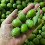 Fresh Olives Available at a very affordable price..