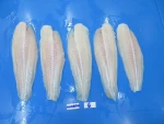 Frozen Pangasius fish