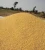 Import Premium Quality Yellow Maize Corn Grains for Animal Feed from South Africa