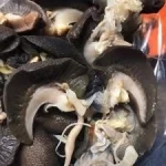 Edible snails, dehydrated snails