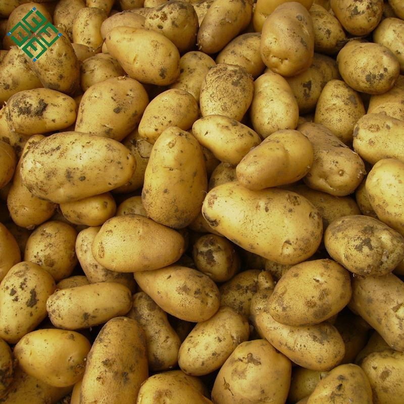 100% Exportable Bangladeshi Fresh Potato for French fries