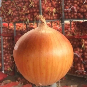 2018 fresh onion export to dubai