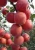 Import 2021 Hot Sales New Season Fresh Sweet Fruit Red Fuji Apple from China