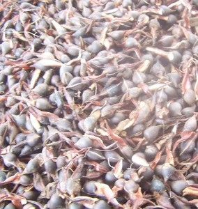 500g/bag Bulk supply New crops dried raw seeds of aquilaria -crassna