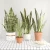 Import 68 CM Tiger Piran Home Garden Decoration Artificial Plants from China