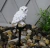 Import Amazon explosion models owl outdoor waterproof resin solar light LED garden decoration courtyard landscape light from China