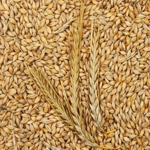 Animal Feed Barley Exporters, feed barley for sale