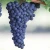 Import artificial fruit flavor for beverage/drink /wine/daily /pg&amp;vg grape flavor liquid black currant fragrance grape flavor powder from China