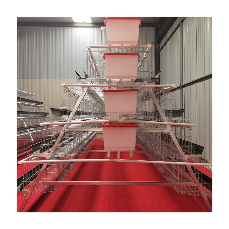 automatic layer chicken poultry cage in Nigeria