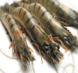 Best Price Frozen Black Tiger Shrimps for sale
